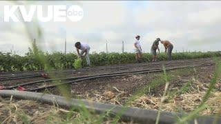 Central Texas farm offers addiction rehabilitation help | KVUE