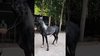 cute horse dick.#animals #animal#trendingshorts #viralvideo