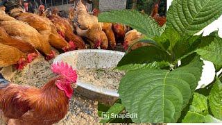 How to make egg rice for free range chickens - Chicken Farm - poultry farming - Cheap Chicken Feed.