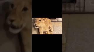 African lion || baby Lion || Home breed lion || Lion in Lahore || MMB pet lover || Shorts