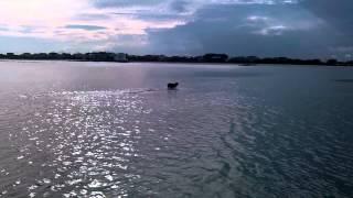 Ruby playn at Breach Inlet IOP