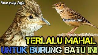  BRANJANGAN GACOR_GAK BIKIN KANTONG BOCOR //REVIEW HARGA BURUNG DI PASAR PASTY TERBARU 2022