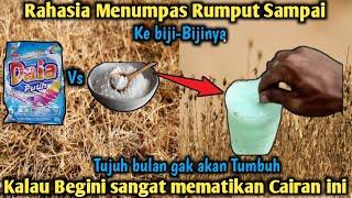 Trik Rahasia Menumpas Rumput Sampai Ke Bijinya !! Modal Garam Dapur