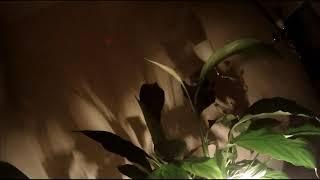 Timelapse : A peace lily flower growing and opening over 20 days