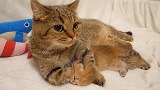 Mother cat Lili loves her kittens so much that she catches them tightly!