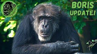 Famous Chimpanzee Boris  Rare update footage of Chester Zoos Iconic Chimp !