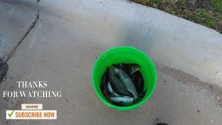 (Trout opener 2024) My Favorite lure catches them good Farmington MN Vermillion River (HMONG)