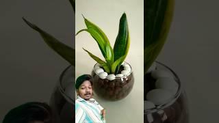 Snake plant for shop #snakeplant #plants #indoorplants #gardening #diy #love #music #song #garden