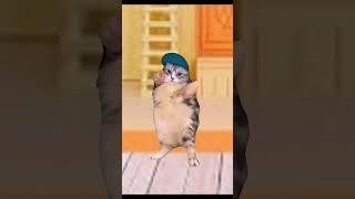 hey hey you you. cat dancing #cat #dance #meme #tiktok