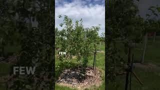 iowa_whitetail