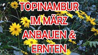 Topinambur auspflanzen Gemüse im März anbauen Knollen vermehren und ernten