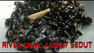 Spicy Salty River Snail @  Siput Sungai Masak Masin Pedas - good life|eating delicious