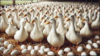 Free Range Duck Raising - Harvesting Duck Eggs For Business - Duck Farm