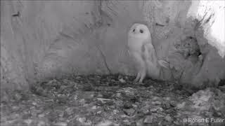 This Barn Owl Baby Just Heard Thunder for the First Time