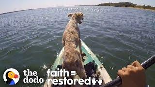 Dog Abandoned On A Desert Island Is Thrilled To Be Rescued | The Dodo Faith=Restored