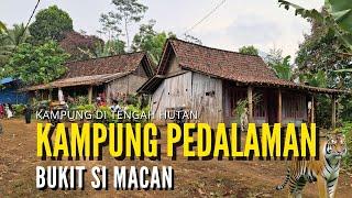 KAMPUNG PEDALAMAN DI TENGAH HUTAN BANYUWANGI I KAMPUNG BUKIT SI MACAN