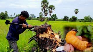 ទៅស្រែកាប់ដួងត្នោតយកធ្វើម្ហូបនៅភូមិខ្ញុំ