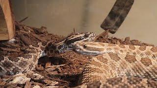 How Venom Works On Prey! Massasauga Rattlesnakes