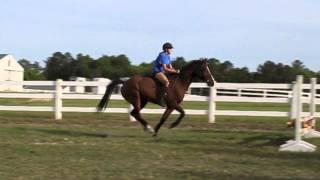 broken neck full video. horse fall.