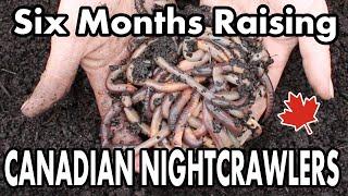 Raising Canadian Nightcrawlers At Home | 6 Month Update On Our DIY Dew Worm Bait Farm