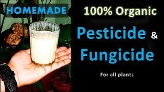 Natural Pesticide and Fungicide for all plants , Homemade and Organic