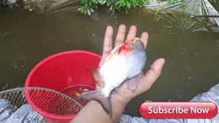 Fish farming tips Malayalam