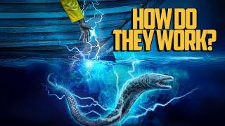 How POWERFUL is an ELECTRIC EEL?