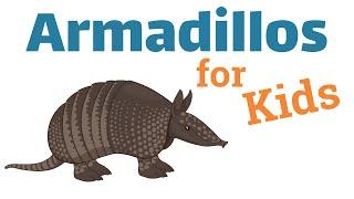 Armadillos for Kids