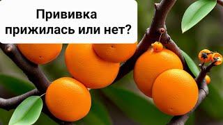 Прививка на лимоне прижилась или нет? Как понять?