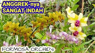 ANGGREKnya SANGAT INDAH || Formosa orchid's Lampung.