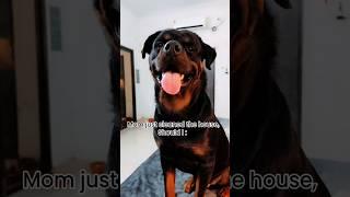 #dogbreed #dog #pets #rotter #rottweiller #rottweilerrottweiler #funny #doglover #rottwiler #rottie