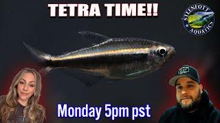 TETRAS TETRAS TETRAS - We gotta have more Tetra