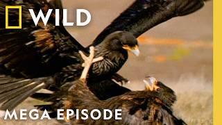 Animal Fight Night: Death and Survival | MEGA EPISODE | Nat Geo Wild