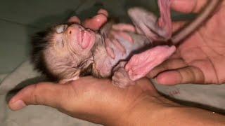 NEWBORN BABY MONKEY VERY AGGRESSIVE