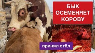 БЫК КРОЕТ КОРОВУ/ ОТЁЛ КОРОВЫ ДОЧКИ, ПЕРВОЕ ДОЕНИЕ КОРОВЫ/ ПЕРВОЕ КОРМЛЕНИЕ ТЕЛЁНКА/ БЕШЕНЫЙ ДЕНЬ