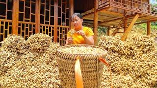 Harvest peanuts, dry them and then sell them at the market
