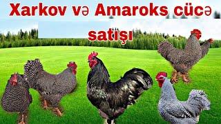 Xarkov və Amaroks cücə satışı 0557905410  - 0506751756