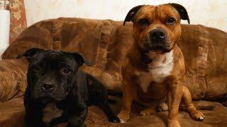 THE STAFFORDSHIRE BULL TERRIER!WHAT NEED FOR YOUR DOG IN THE WINTER?