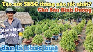 SBSG tạo nút tháng nào tốt nhất? Thăm vườn chú Sáu Bình Dương alo Mạnh Hùng thăm cây tổ siêu bông SG