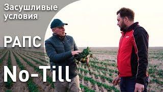 Выращивание рапса по технологии No-till в засушливых условиях