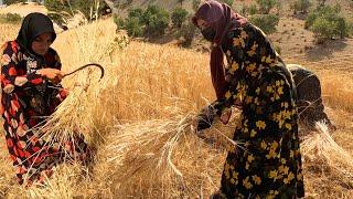 Nomadic life: Khadija and her family work in a farm to earn money