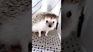 Hedgehog   1274 #shorts #hedgehog #stickyHedgehog #cutehedgehogs #hedgehoglove