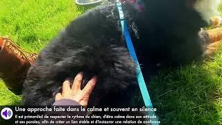 ÉDUCATION CANINE TRAVAIL SUR CHIEN CRAINTIF / L’ACADÉMIE DES CHIENS NANTES