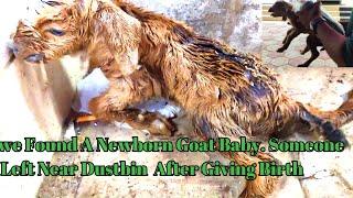 Heartbreaking Discovery: Newborn Goat Baby Abandoned Near Dustbin Its Nature Save Video#shorts#viral
