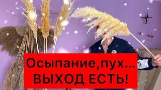 Осыпается Тростник Пампасная трава Кортадерия летит пух как ухаживать за сухоцветом сыпется камыш