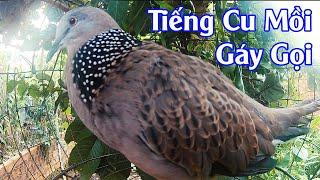 Cu Gáy Đồng Nai// tiếng cu gáy gọi bổi sung nhất