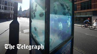 Fish on police box could be latest Banksy - hours after cat was removed