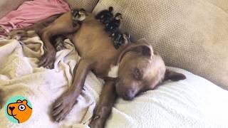 Sweet Pittie Lets Ducklings Climb All Over Him | Cuddle Buddies