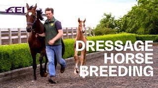 The Breeding of Dressage Mares | Equestrian World