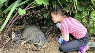 Welcome 15 days old piglet - Building farm - Gardening | Bàn Thị Diết